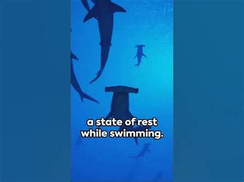 Snoozing Sharks : The Sleepy Predators - YouTube