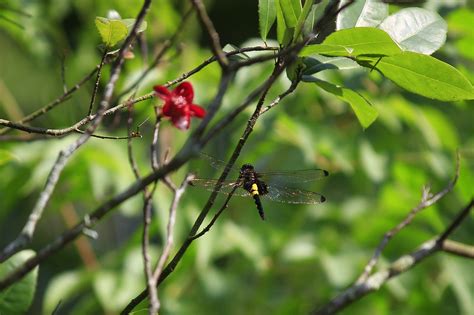 Libélula Verde Naturaleza Foto gratis en Pixabay Pixabay