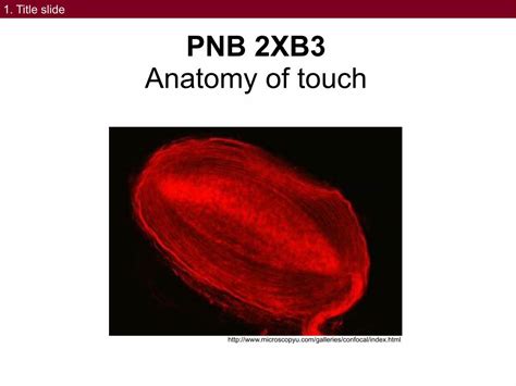 Pdf Pnb 2xb3 Mcmaster Faculty Of · Pdf Filepnb 2xb3 Anatomy Of