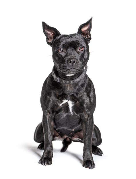 Premium Photo Black American Staffordshire Terrier Isolated On White