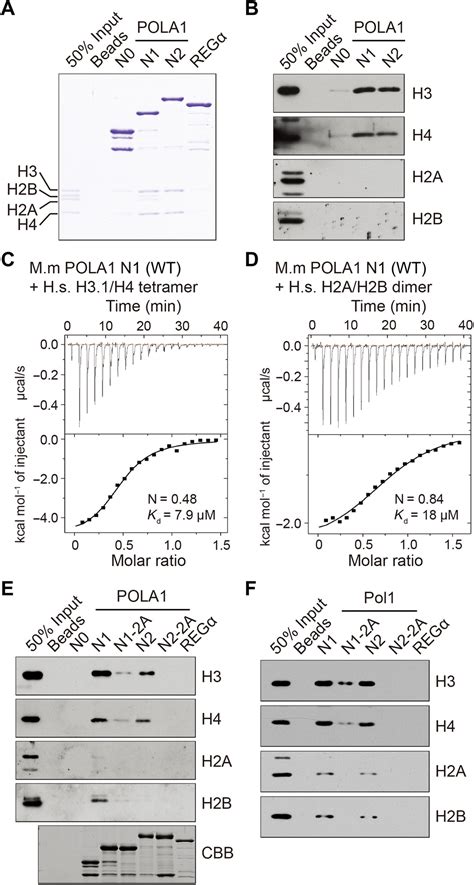 Dna Polymerase α Interacts With H3 H4 And Facilitates The Transfer Of