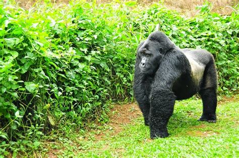 Days Bwindi Gorillas And Wildlife Safari Aa Safaris And Tours