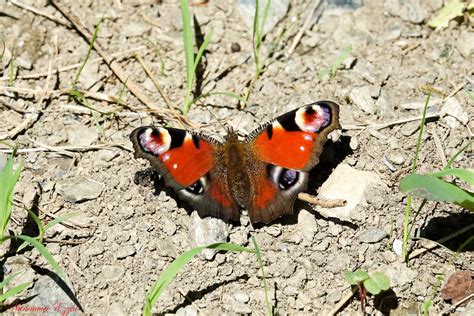 Paon Du Jour Aglais Io Le Paon Du Jour Fait Partie Des Plu Flickr