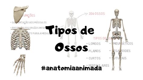 02 TIPOS DE OSSOS Características e Exemplos Anatomia Animada