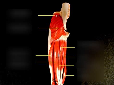 Posterior Thigh Muscles Diagram Quizlet