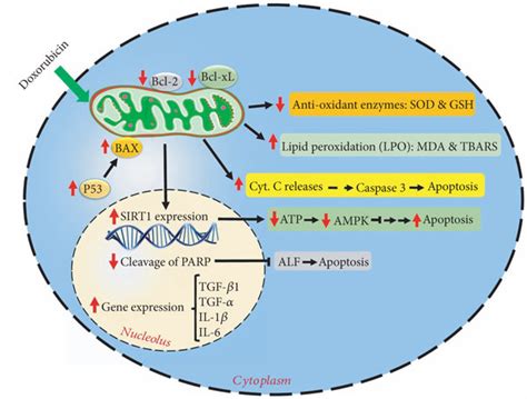 The Molecular Mechanisms Of Doxorubicin Induced Cardiac Cytotoxicity