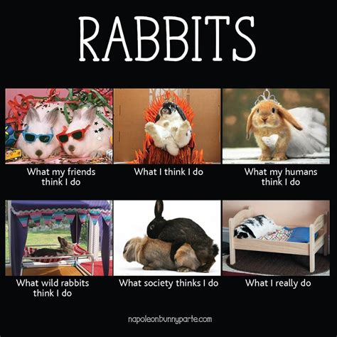 Rabbit Ramblings Funny Bunny Memes Bunny Meme Funny Easter Memes