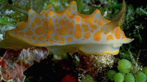 Nudibranquio una guía colorida para las babosas marinas