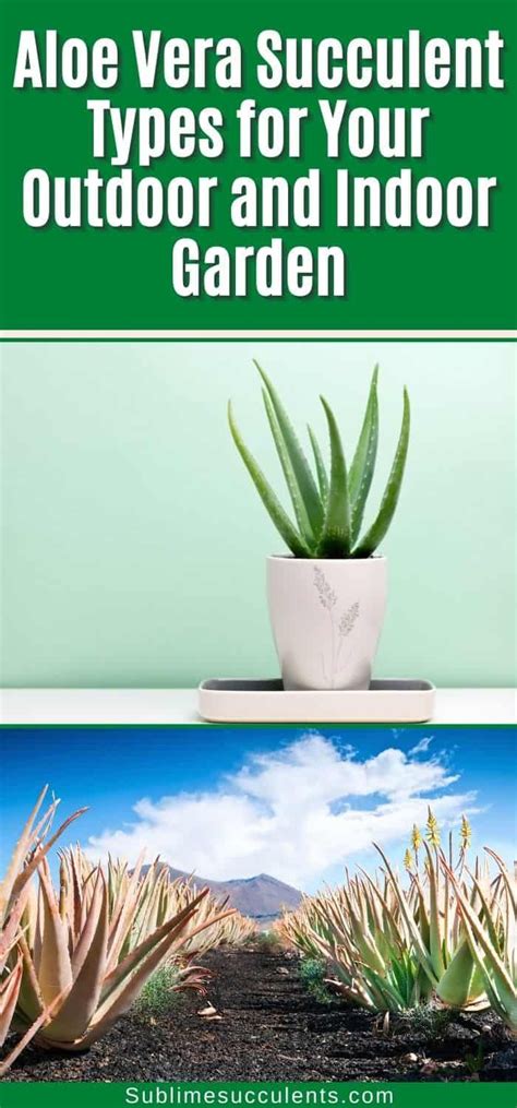 Aloe Vera Succulent Types For Your Outdoor And Indoor Garden