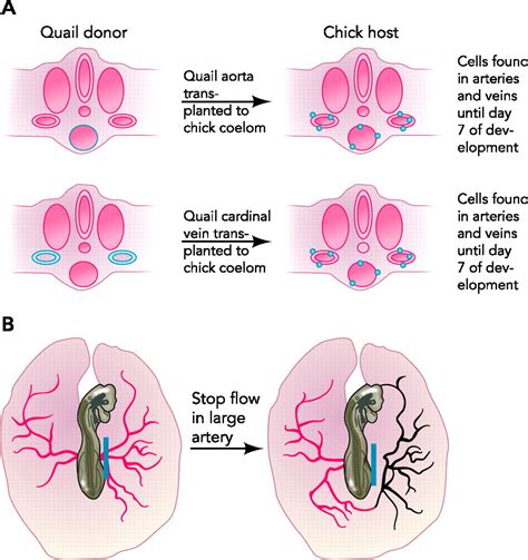 What Determines Blood Vessel Structure Genetic Prespecification Vs