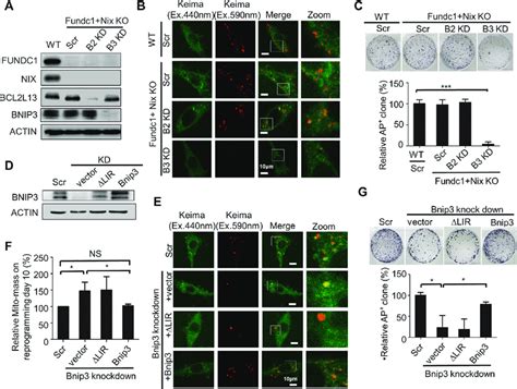 Bnip3 Dependent Mitophagy Is Essential For Reprogramming A Western