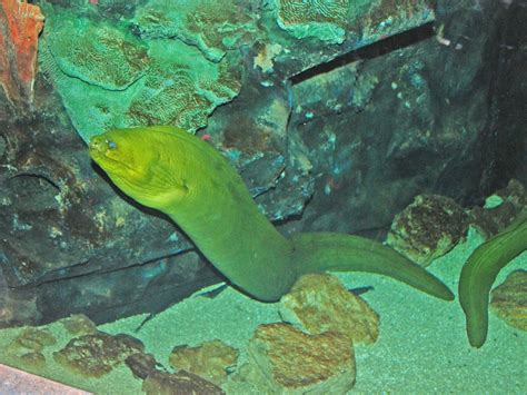 The Online Zoo - Green Moray Eel