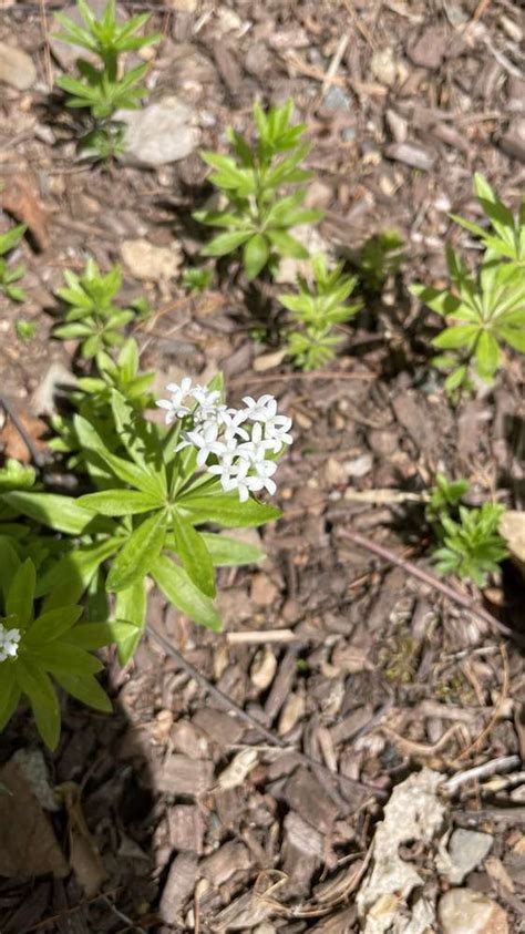 Sighting Galium Odoratum At Bloomfield CT PlantShare Go Botany