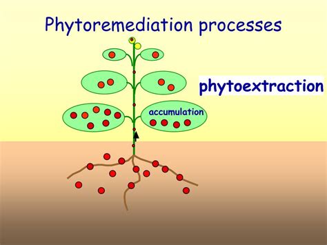 Ppt Bz572 Phytoremediation Powerpoint Presentation Free Download