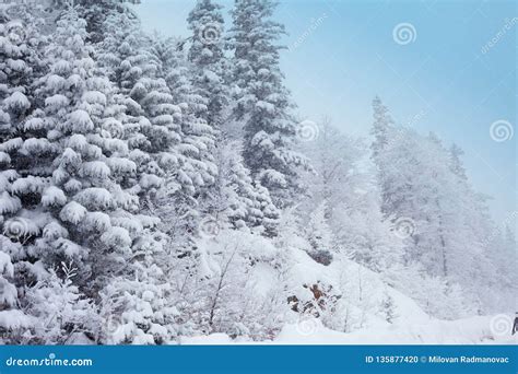 在雪下的松柏科木材 库存照片 图片 包括有 包括 视图 生气勃勃 横向 结构树 白天 下面 135877420