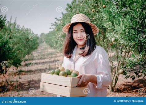 Farmer Woman Is Harvesting Oranges Fruit While Holding Wooden Basket