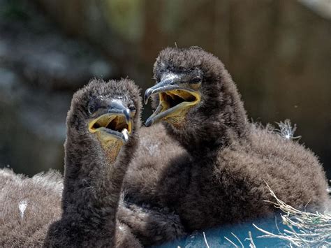 Shag Bird Facts (Phalacrocorax aristotelis) | Birdfact