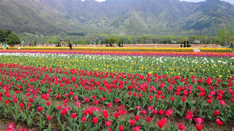 Kashmir S Tulip Garden Closes With Record Breaking Tourist Numbers