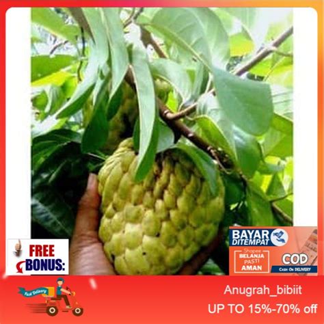 Jual Bibit Tanaman Buah Srikaya Jumbo 60cm Shopee Indonesia