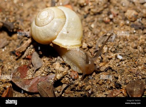 Yellow Small Garden Snail On Ground Stock Photo Alamy