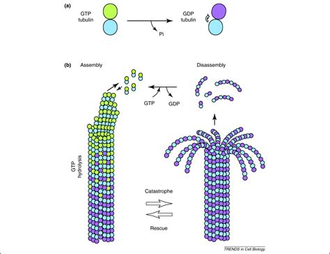 Regulation Of Microtubule Dynamics By Tog Domain Proteins Xmap215dis1