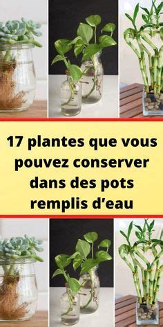 17 Plantes Que Vous Pouvez Conserver Dans Des Pots Remplis Deau