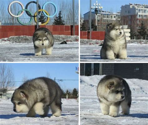 Cute Fluffy Fat Baby Husky Animals Animals World