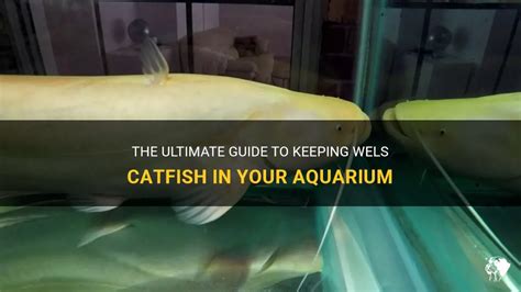 The Ultimate Guide To Keeping Wels Catfish In Your Aquarium | PetShun