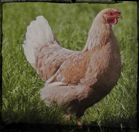 Popular Laying Hen Breeds » North Country Sheds