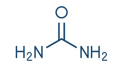 Urea Is A Blood Biomarker Of Aging Lifespan Io