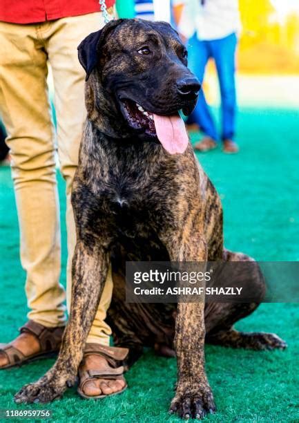 24 African Mastiff Stock Photos, High-Res Pictures, and Images - Getty Images