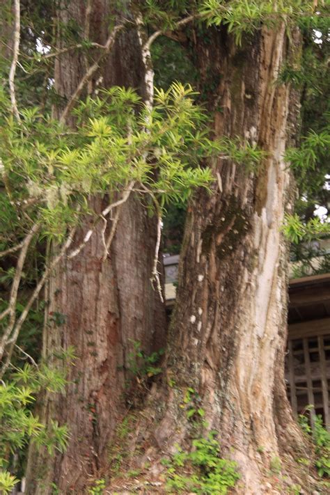 紀の川市内の巨樹・古木 和歌山県内の巨樹・古木を訪ねて。