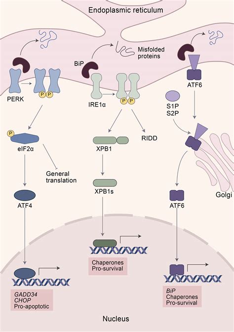 Signalling Danger Endoplasmic Reticulum Stress And The Off