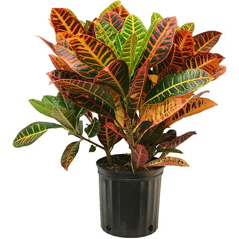 Costa Farms 2' Red Croton Petra Live Plant - Walmart.com