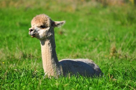 Padrão De Alpacas Bonito Com Plantas Vetor Grátis