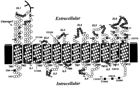 A Topological Model Of Nhe1 Predicted From Hydropathy Analysis The Download Scientific Diagram