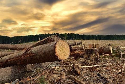 Felled Forest Aerial View Destruction Of Forests And Felling Of Trees Forests Illegal