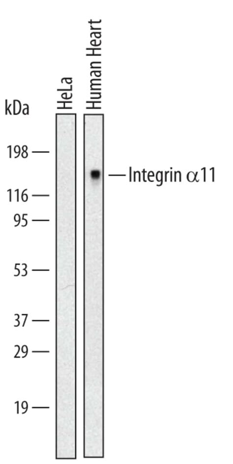 Humanmouse Integrin Alpha 11 Antibody R D Systems 100ug Unlabeled