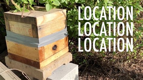 Stingless Bee Hive Placement YouTube