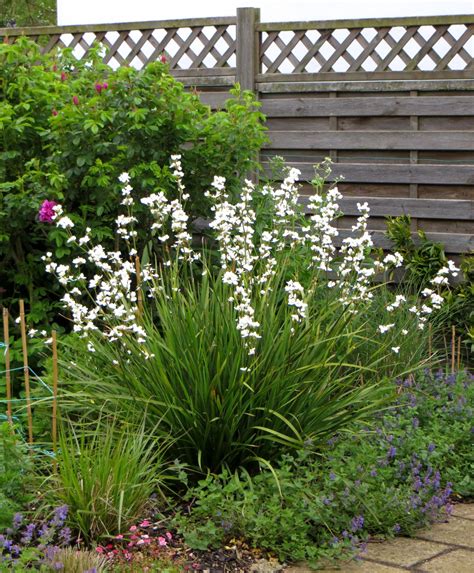 Libertia Grandiflora - Native Garden Inspiration