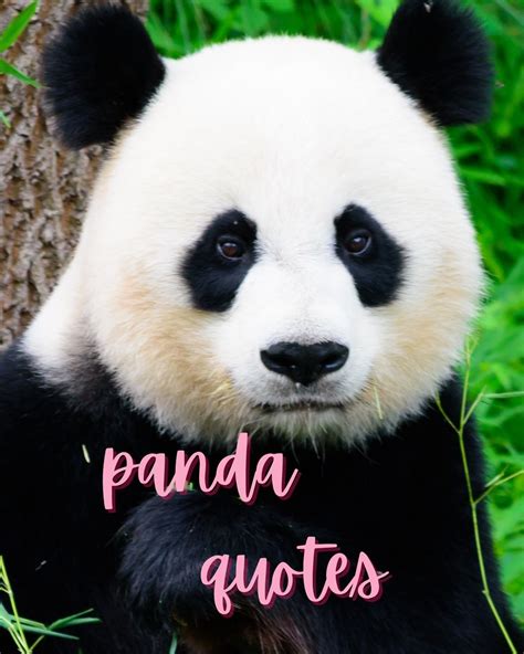 37 Cute & Fun Panda Quotes - Darling Quote