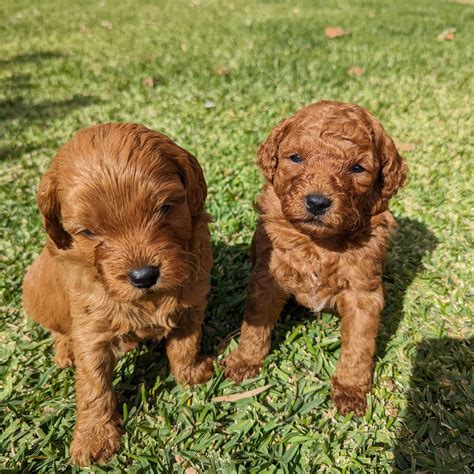 Toy Cavoodle Miffy Hsu Petsforhomes