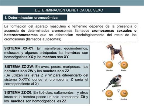 Tema3 Las Leyes De La Herencia Ppt