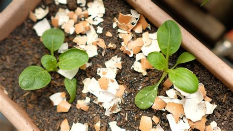 Unexpected Uses For Eggshells In Your Garden