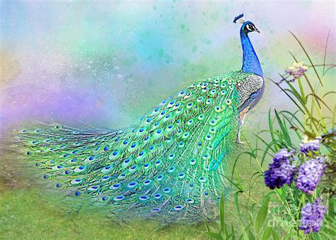 Proud Peacock Mixed Media By Morag Bates Fine Art America