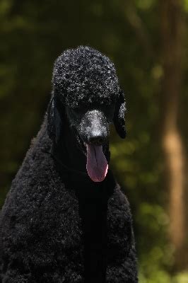 Les éleveurs de race Caniche en France