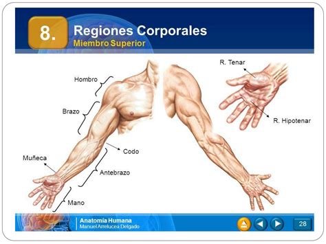 SOLUTION Anatom A Topogr Fica Del Miembro Superior Actualizado 2021