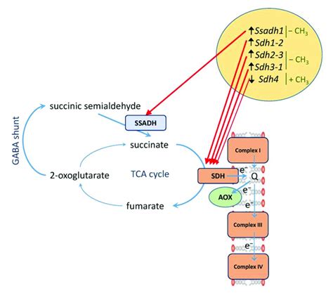 Scheme Of Succinate Metabolism In Maize Leaves Under Salt Stress In