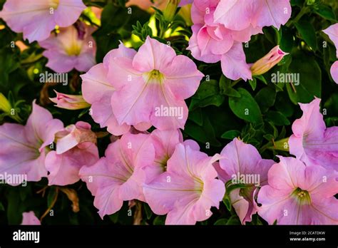 Petunia flowers in the garden Stock Photo - Alamy