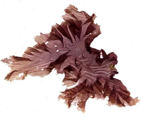 Nori Seaweed Pyropia Yezoensis Identification